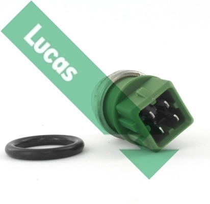 SNB239 Lucas